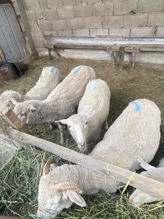 Продам баранов 7 голов