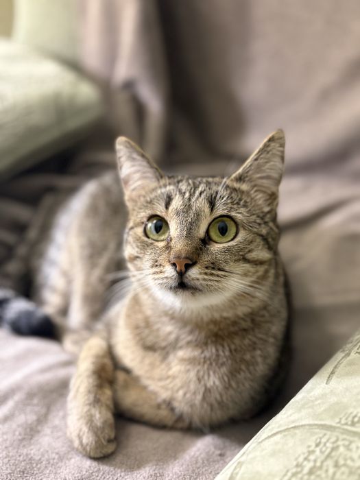 Кошка только ответственным