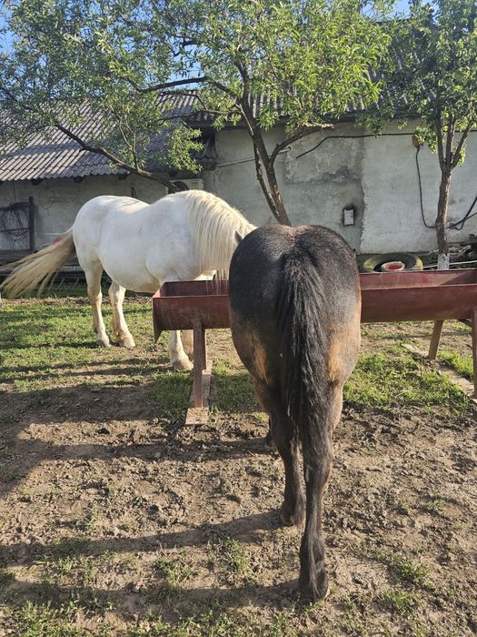 Vând mânză sură de 5 luni
