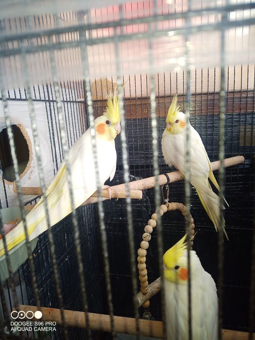 Papagali tineri Nimfă