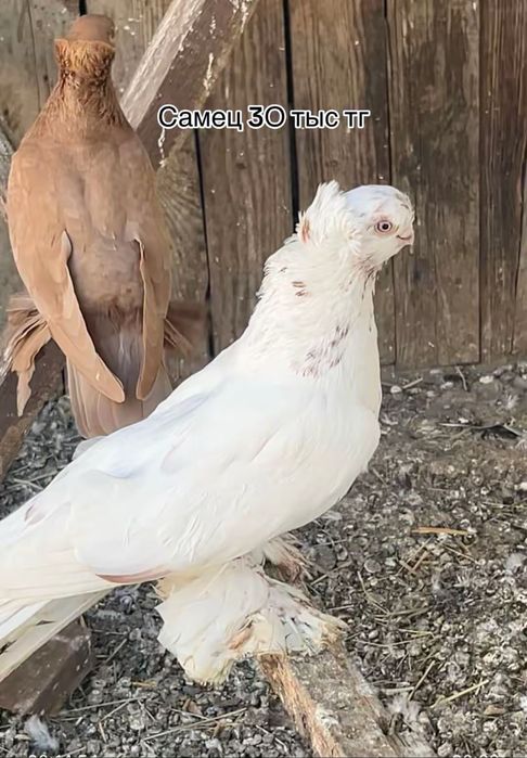 Продажа голубей голуби