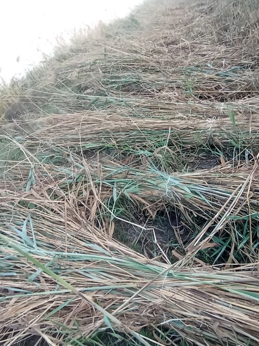 Сфатли Камиш сотилади