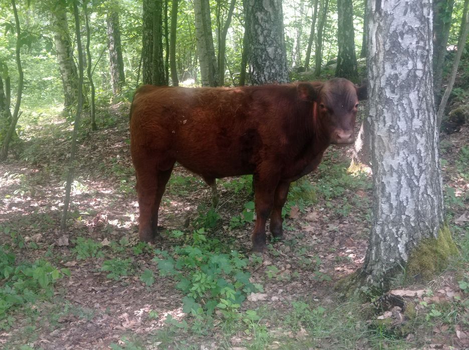 Vând tăuraș  Red Angus