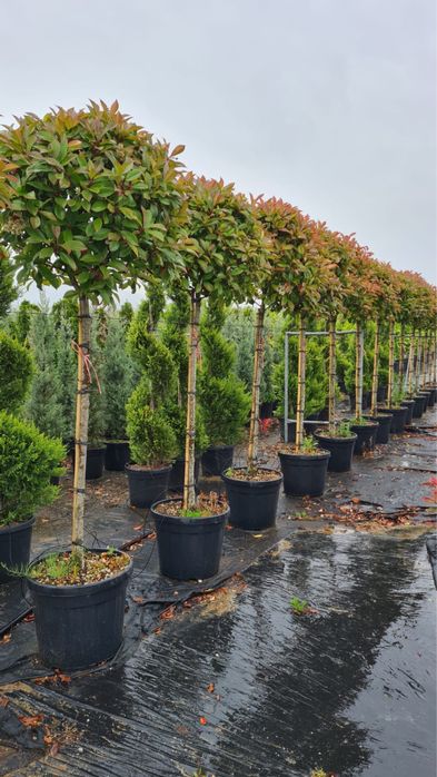 Vand photinia red robin