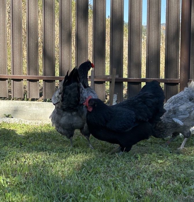 Ouă (găini din rasa Australorp)