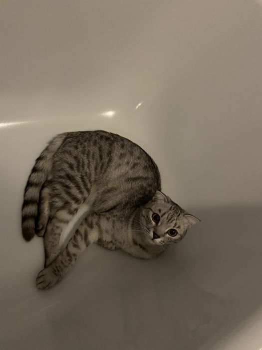 Отдам даром кошку