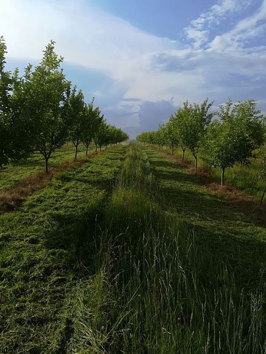 Vând teren intravilan