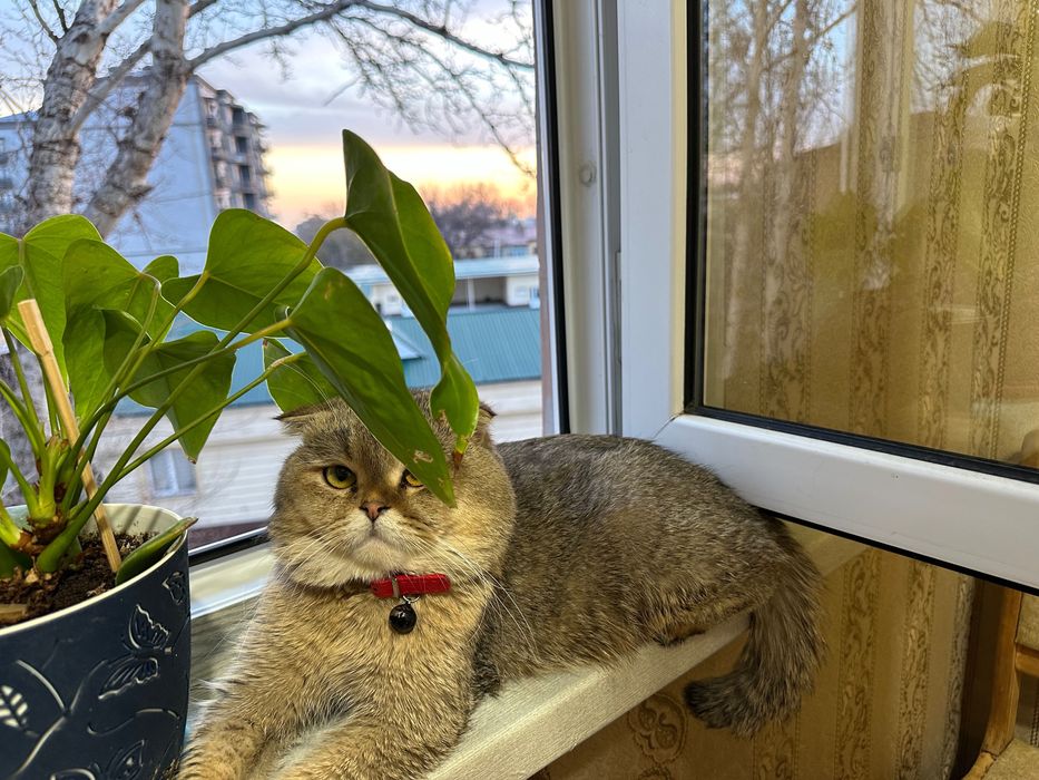 Породистый котик на вязку