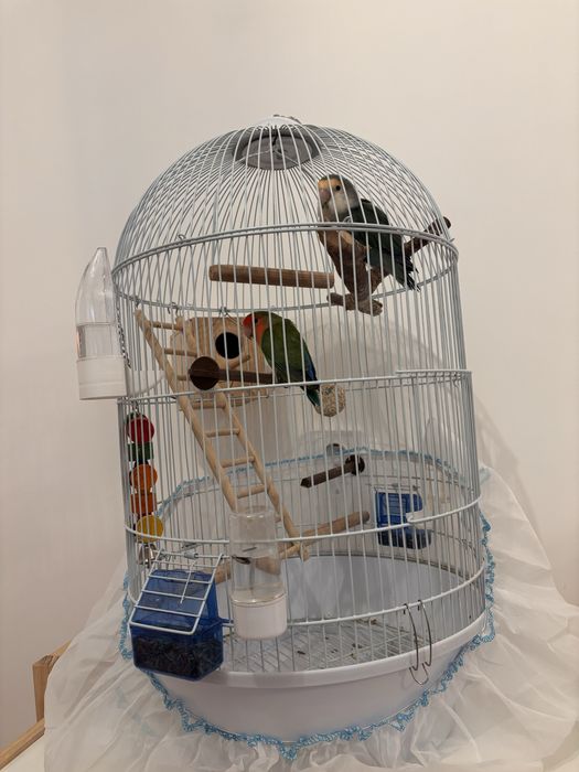 Папагали Неразделки