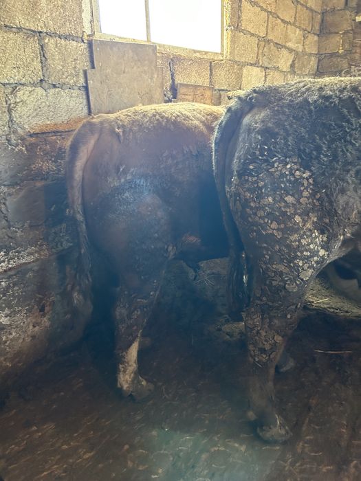 Откорм бычки 6 голов