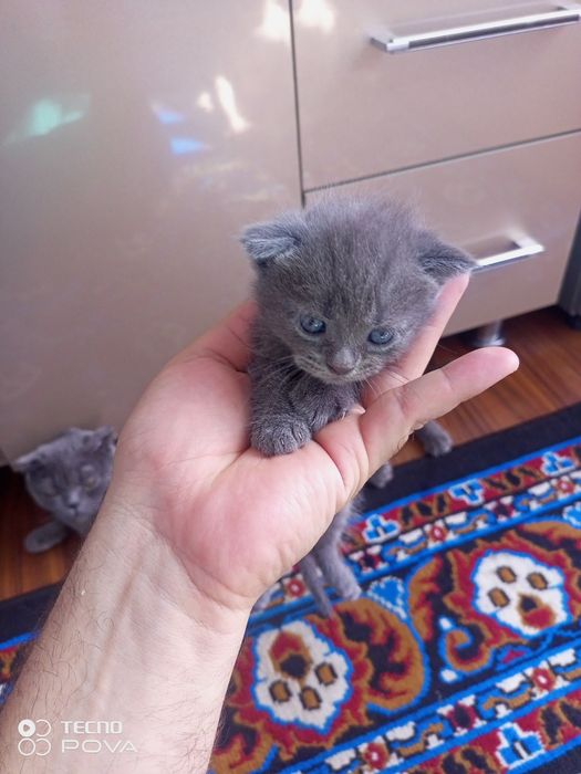 Продаются кошка и котята