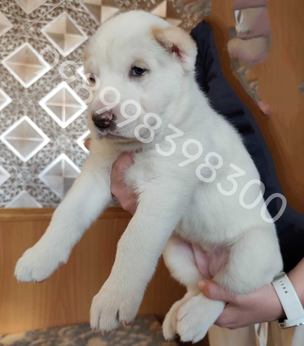 Продам щенков Алабая (1 месяц)