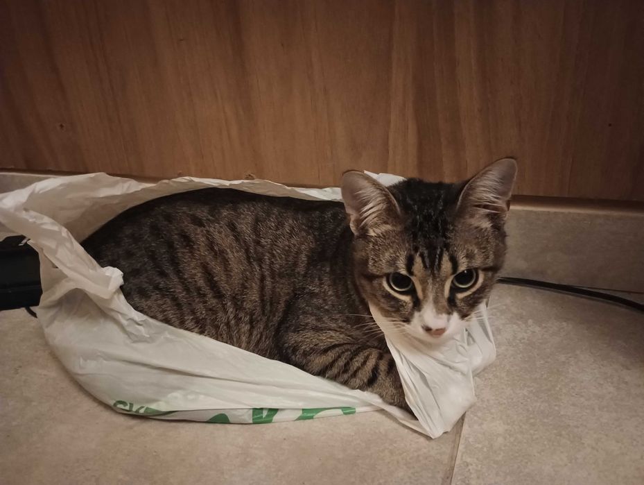 котки котки котки