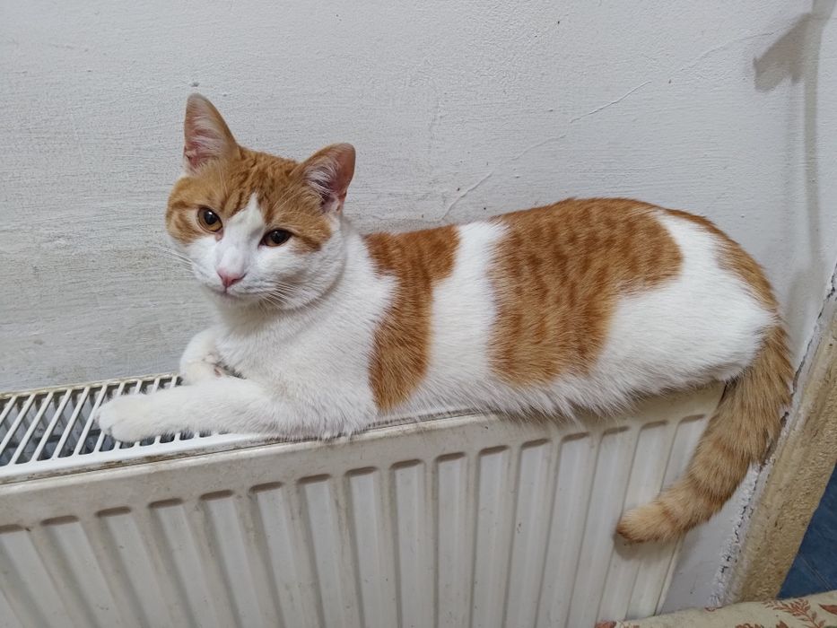 Donez motan alb portocaliu