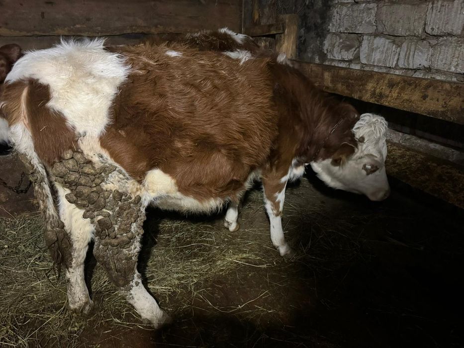 Продам Телочку!!!