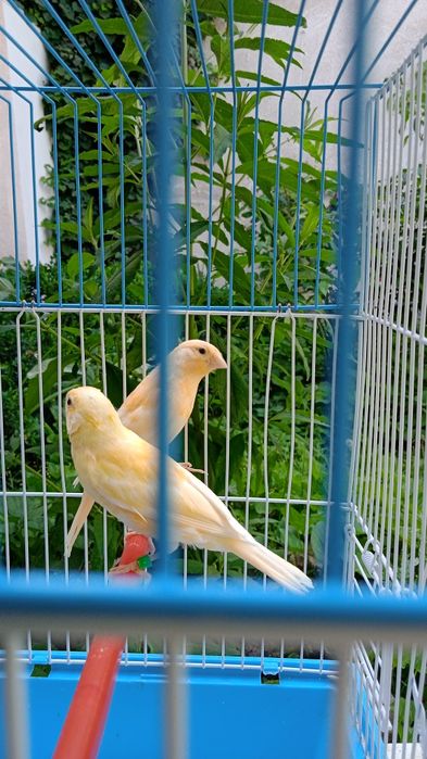 Продаются канарейки певчие