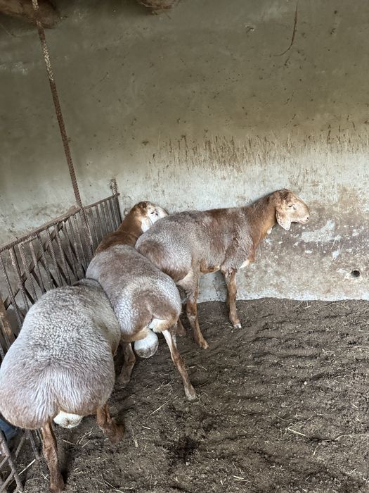 Арашан зотдор қўчқорлар