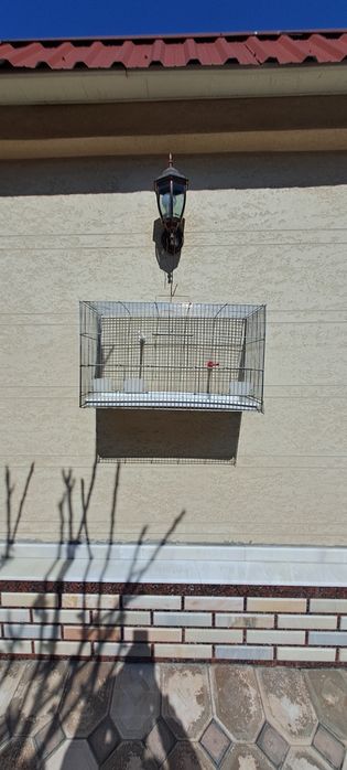 Кафас клетка булбул учун.