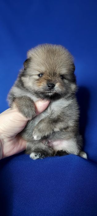 Шпицы щеночки продам