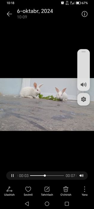 Gibrit quyonlar 100ming somdan KELISHAMIZ!!