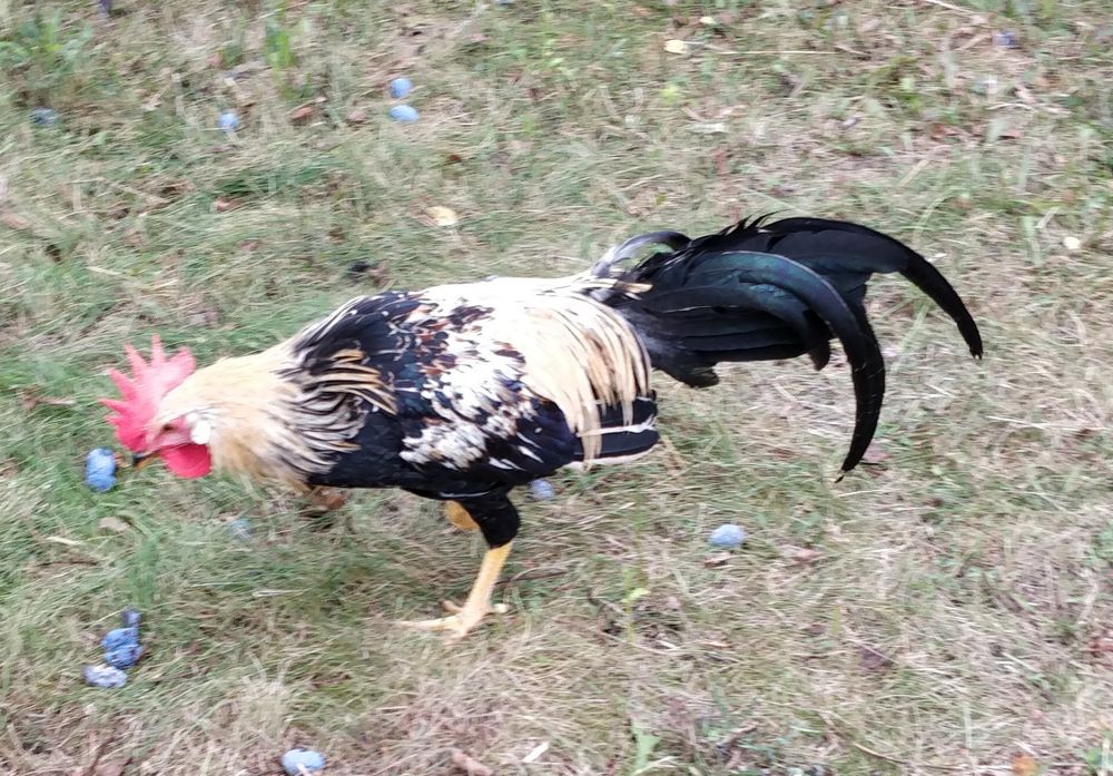 Cocosi de rasa Italian