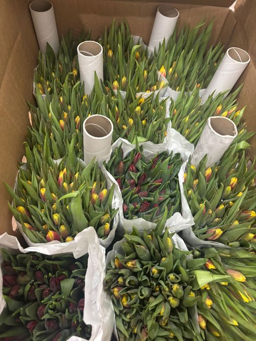 Живые тюльпаны для ваших любимых!