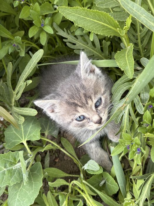 Котята мальчики бесплатно
