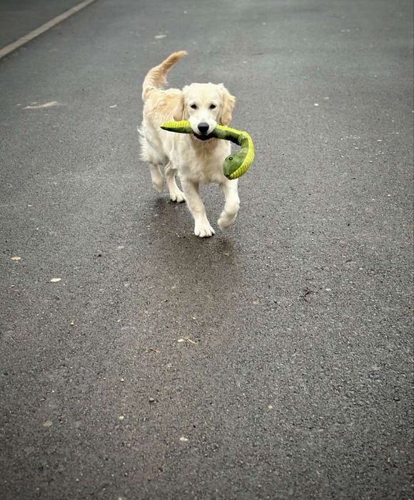 Подарявам Голдън Ретривър