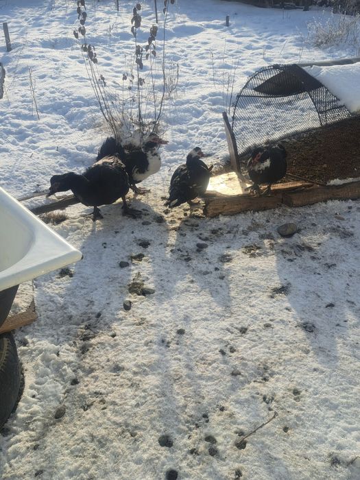 Продам индоуток.