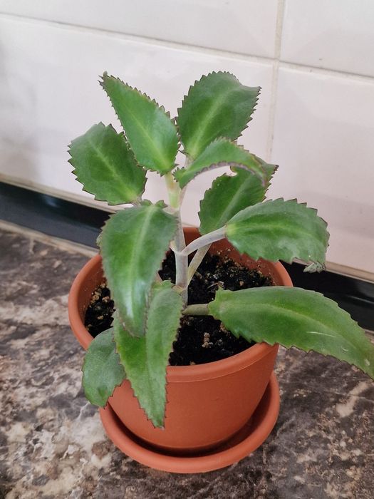 Комнатное растение каланхоэ лечебное