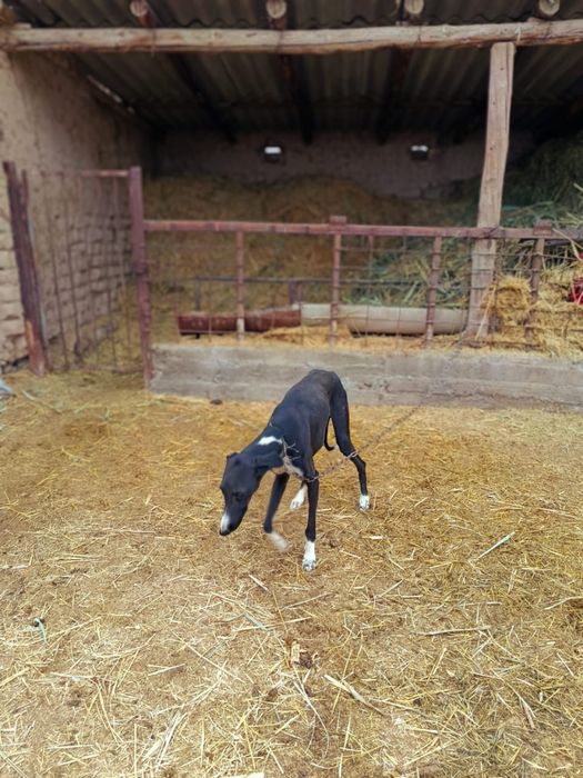 грей.    сатылад