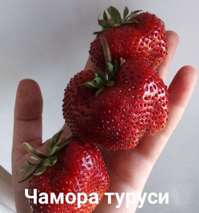 Рассада клубники (45 сортов)