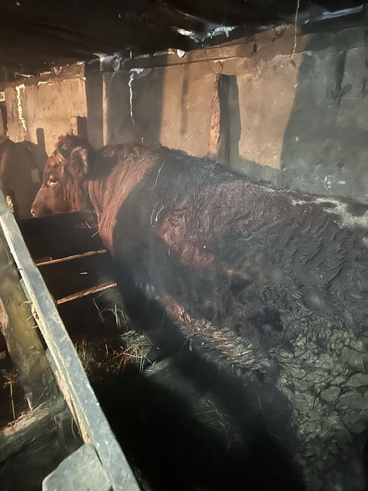 Бұқалар сатылады откормнан