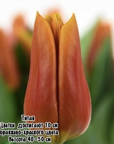 Тюльпаны к 8 марта