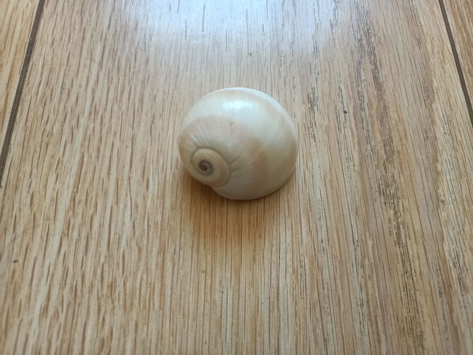 Ракушки от 1500 до 9000