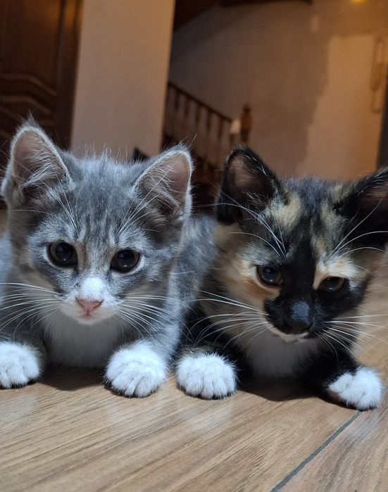 Котёнок-девочка в Добрые руки
