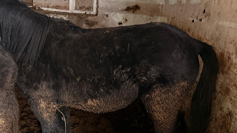 Жабағы, тай, соғым