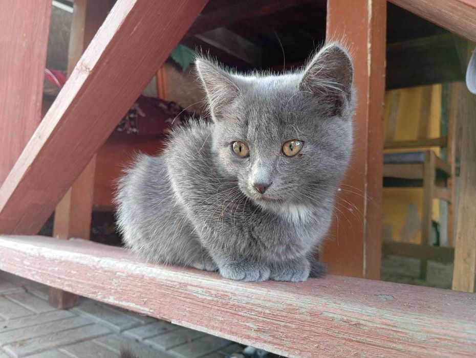 Отдам котят в добрые руки!