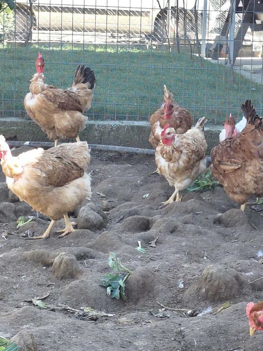 Продавам оплодени яйца от голошийки