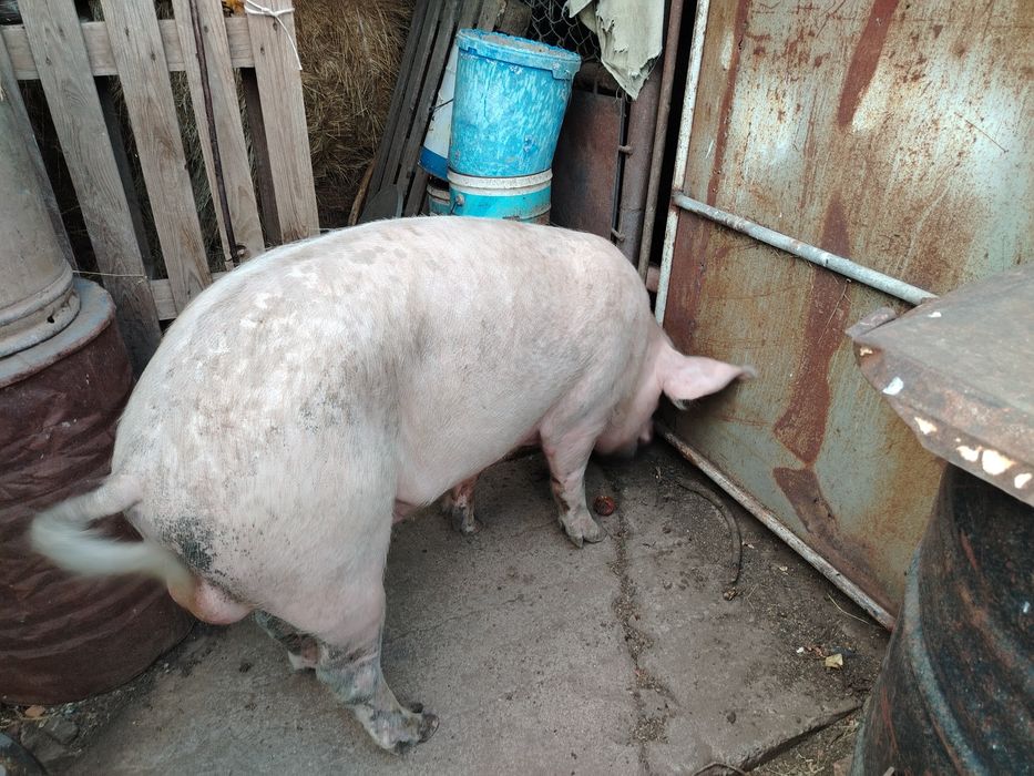 Продам кабана на племя.