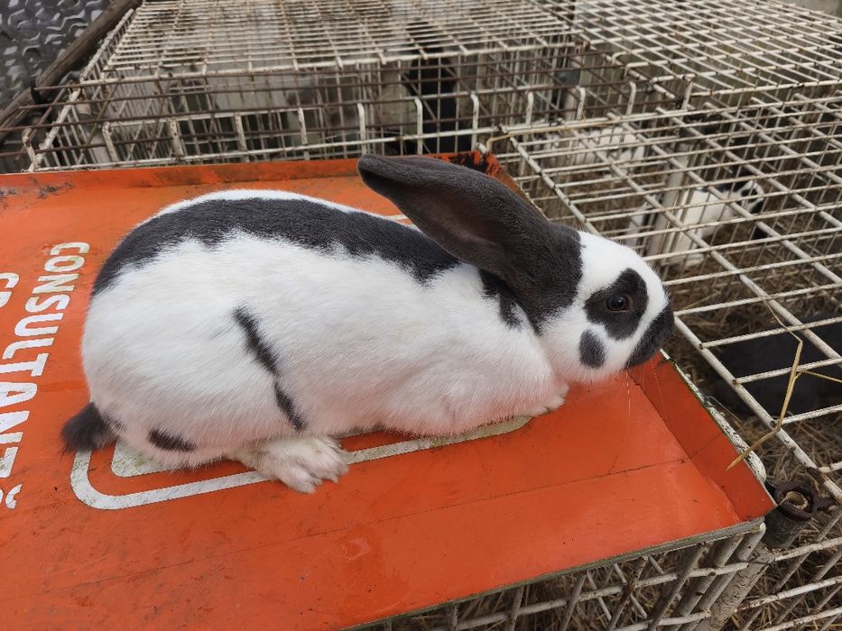 Vând masculi fluture