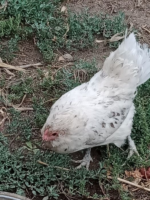 Продам курицу наседка