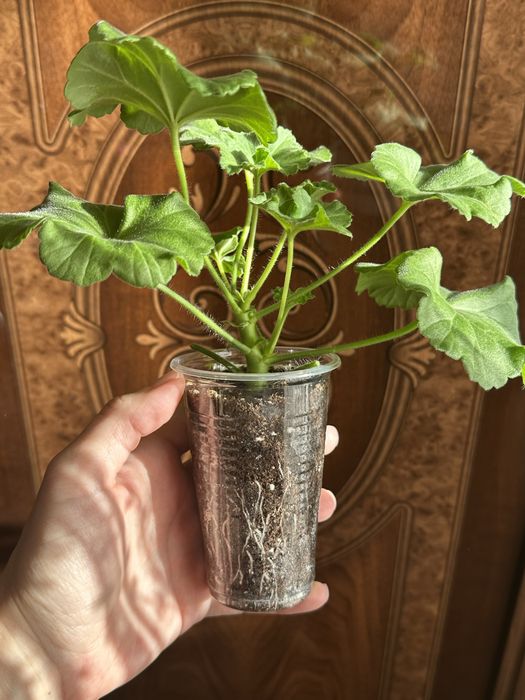 Цветы комнатные растения