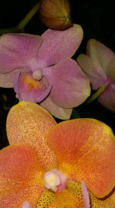 Орхидея фаленопсис