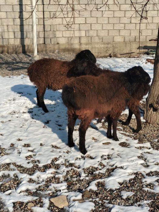 Қошқар сатылады