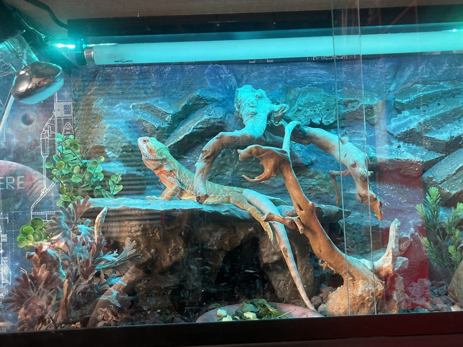 Бородатая агама