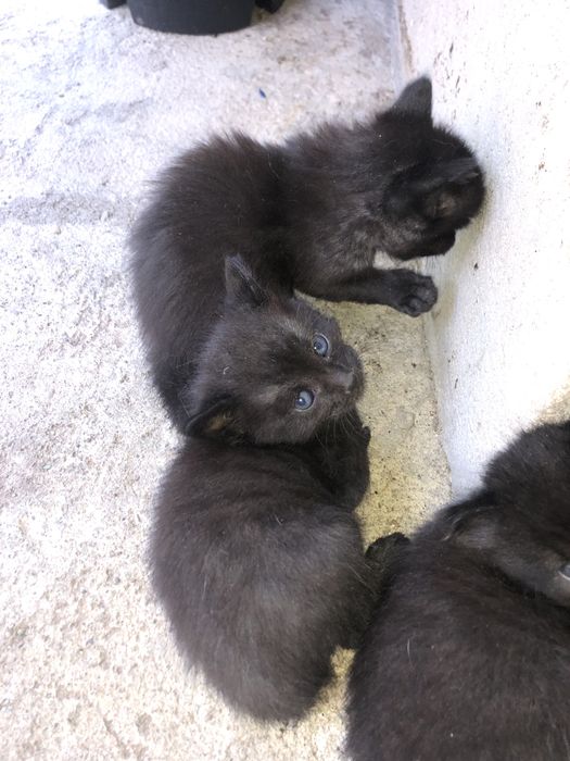 Puiuți de pisică spre adopție