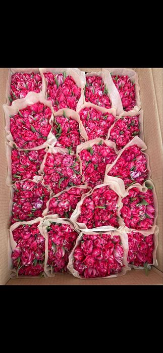 Тюльпаны качество оптом Беларусь