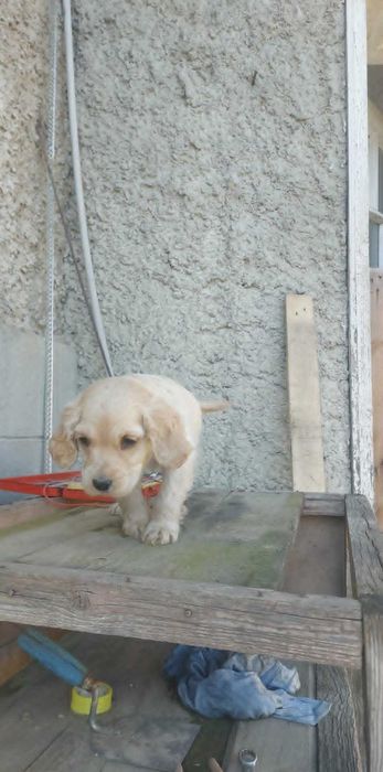 Кокер Шпаньол...