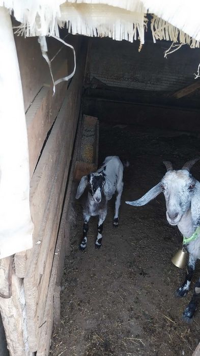 Ieduta si capră angronubiană